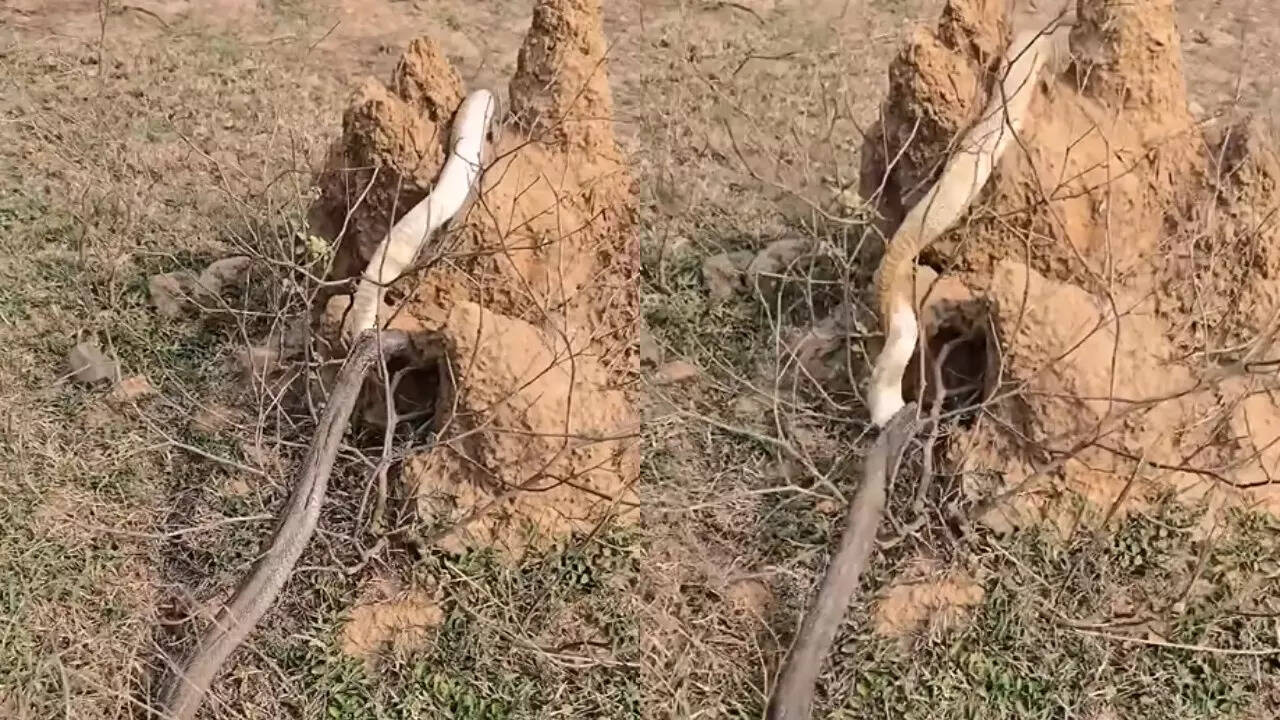 Snake Fight