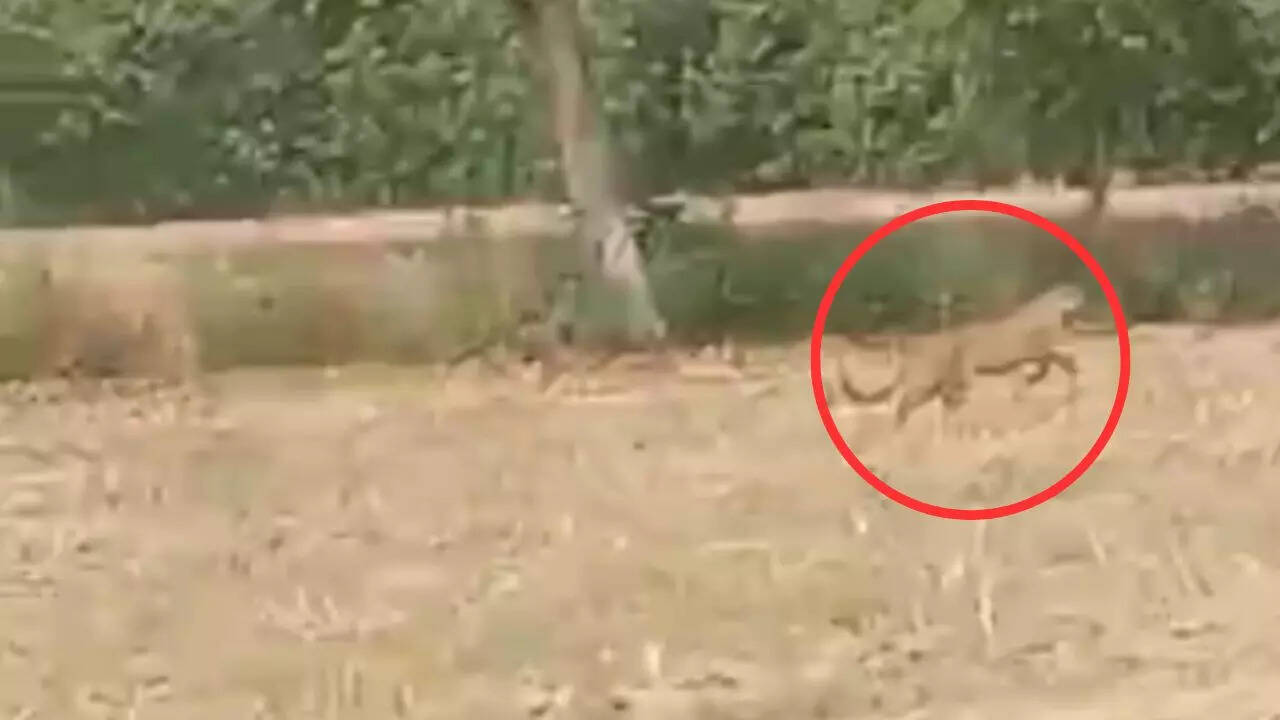 Sitapur leopard