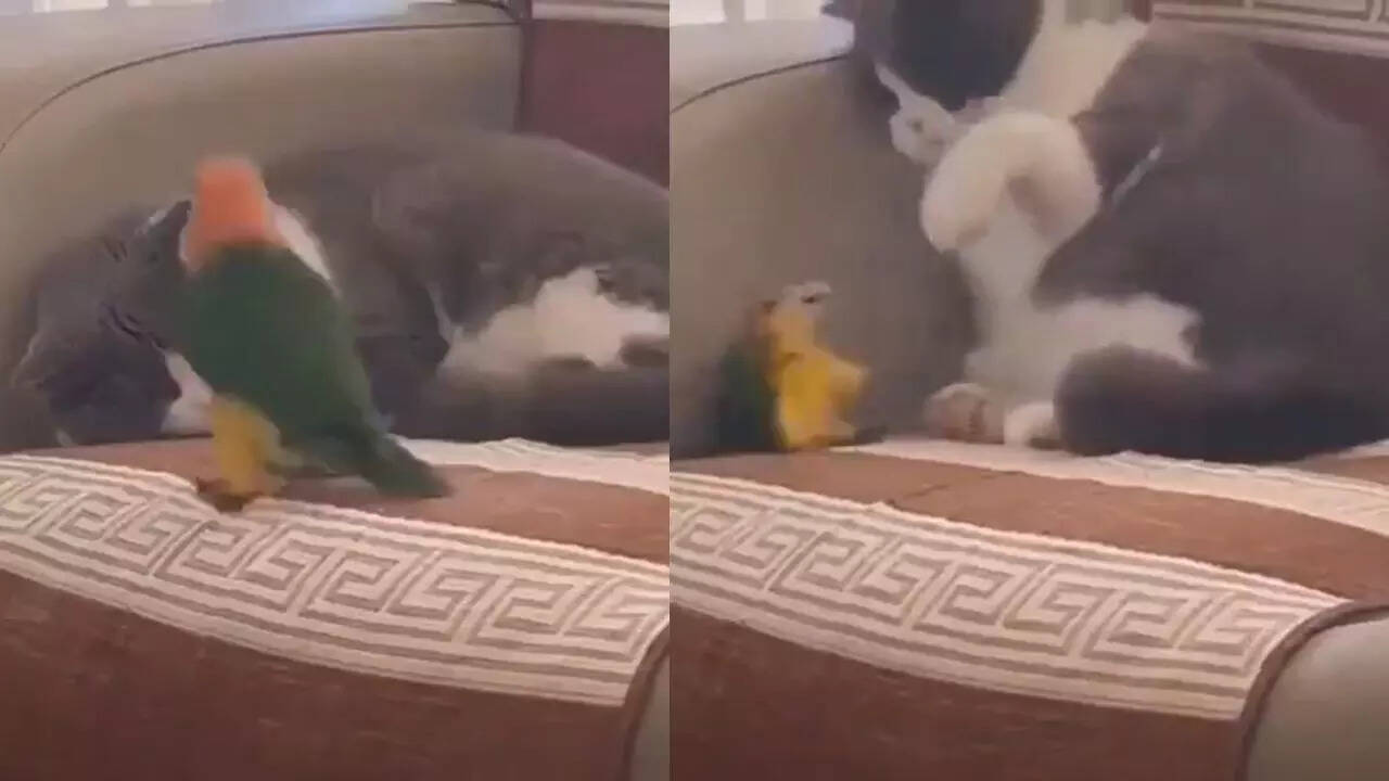 Cat Parrot Funny Video