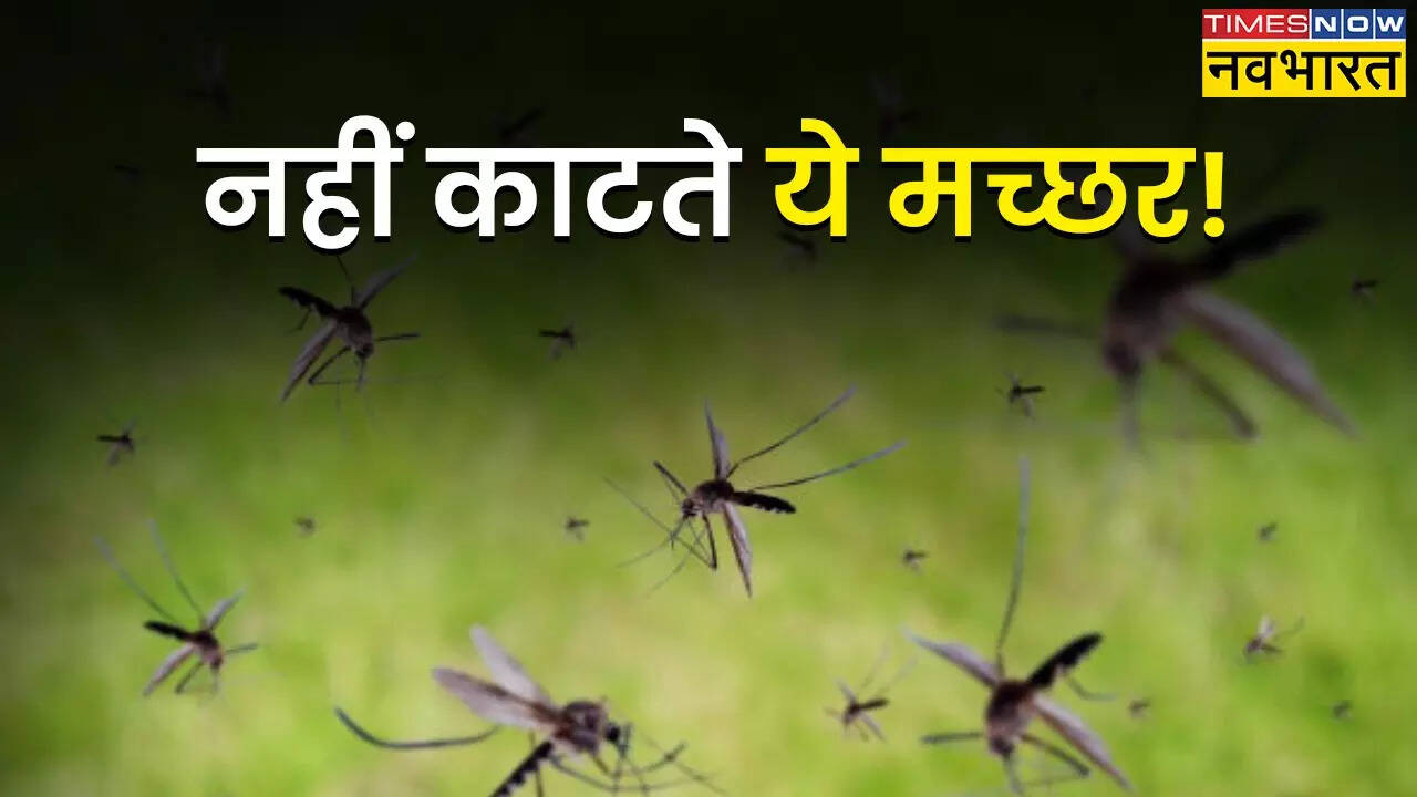 Mosquito