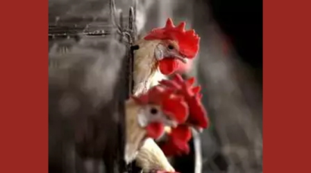 भारत में चार साल के बच्चे में मिला बर्ड फ्लू का केस, WHO ने की पुष्टि, 2019 के बाद दूसरा मामला