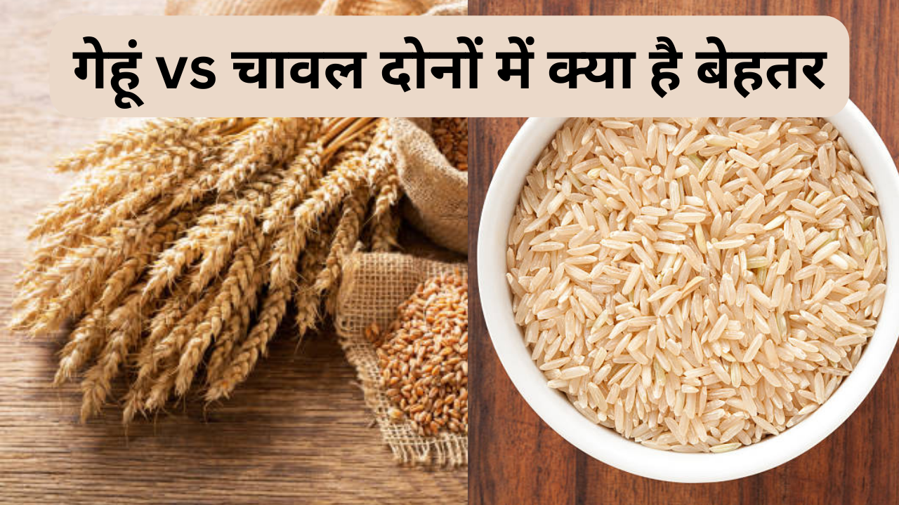 Rice or wheat which is better grain