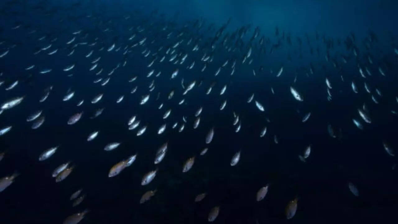 Fish