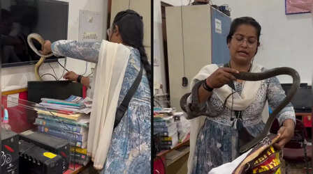 Video: ऑफिस में घुसा सांप तो भाग खड़े हुए सभी कर्मचारी, तभी एक लड़की ने जो किया देखकर कांप गए लोग