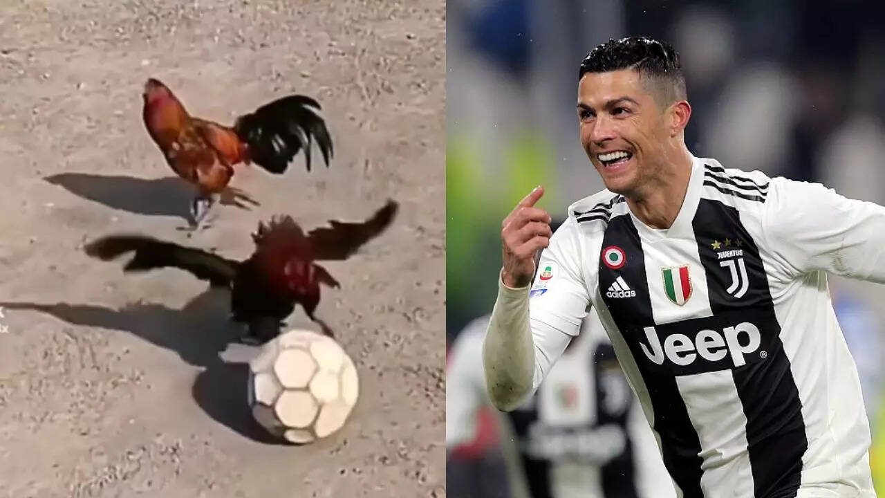 chicken match