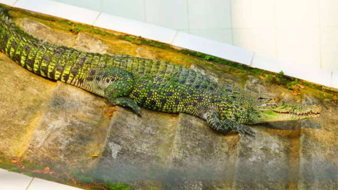 crocodile