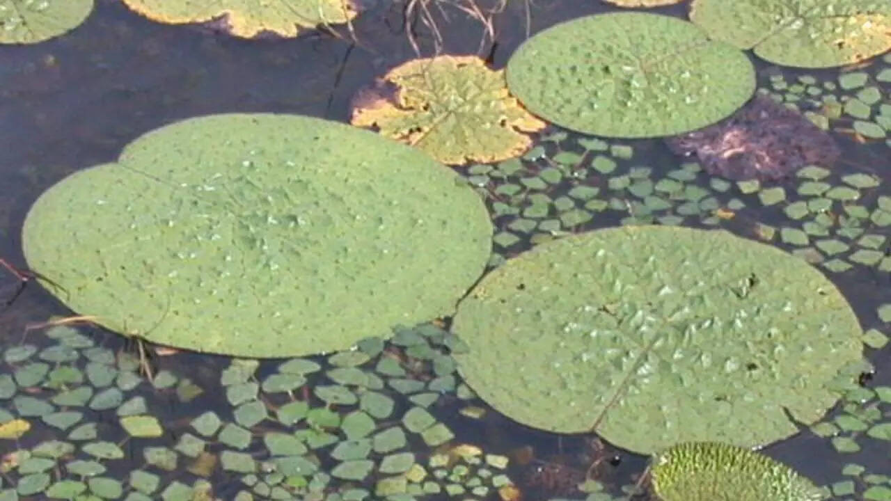 Makhana Vikas Yojana, Makhana cultivation