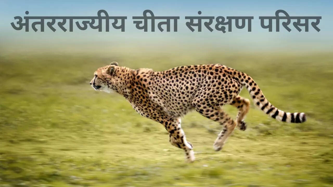 Interstate Cheetah Conservation Complex