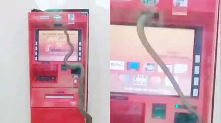 चुपके से आया और ATM में घुस गया किंग कोबरा, रोंगटे खड़े कर देगा ये VIDEO