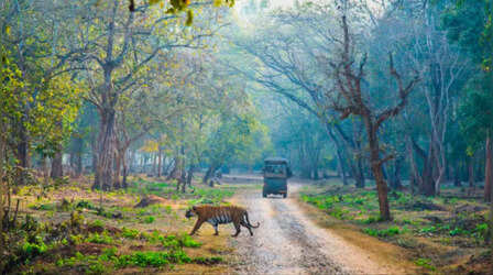Assam News: इंतजार हुआ खत्म, शुक्रवार से मानस राष्ट्रीय उद्यान का कर सकेंगे दीदार