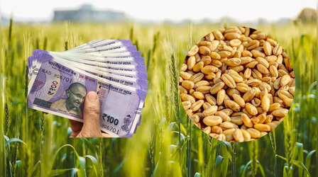 Rabi Crop MSP: किसानों को भी दिवाली का तोहफा, सरकार ने 6 फसलों पर बढ़ाई एमएसपी