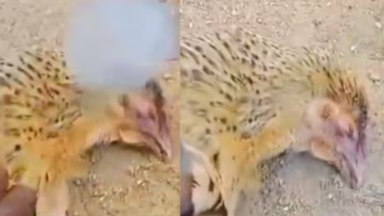 मृत पड़ी मुर्गियां।
