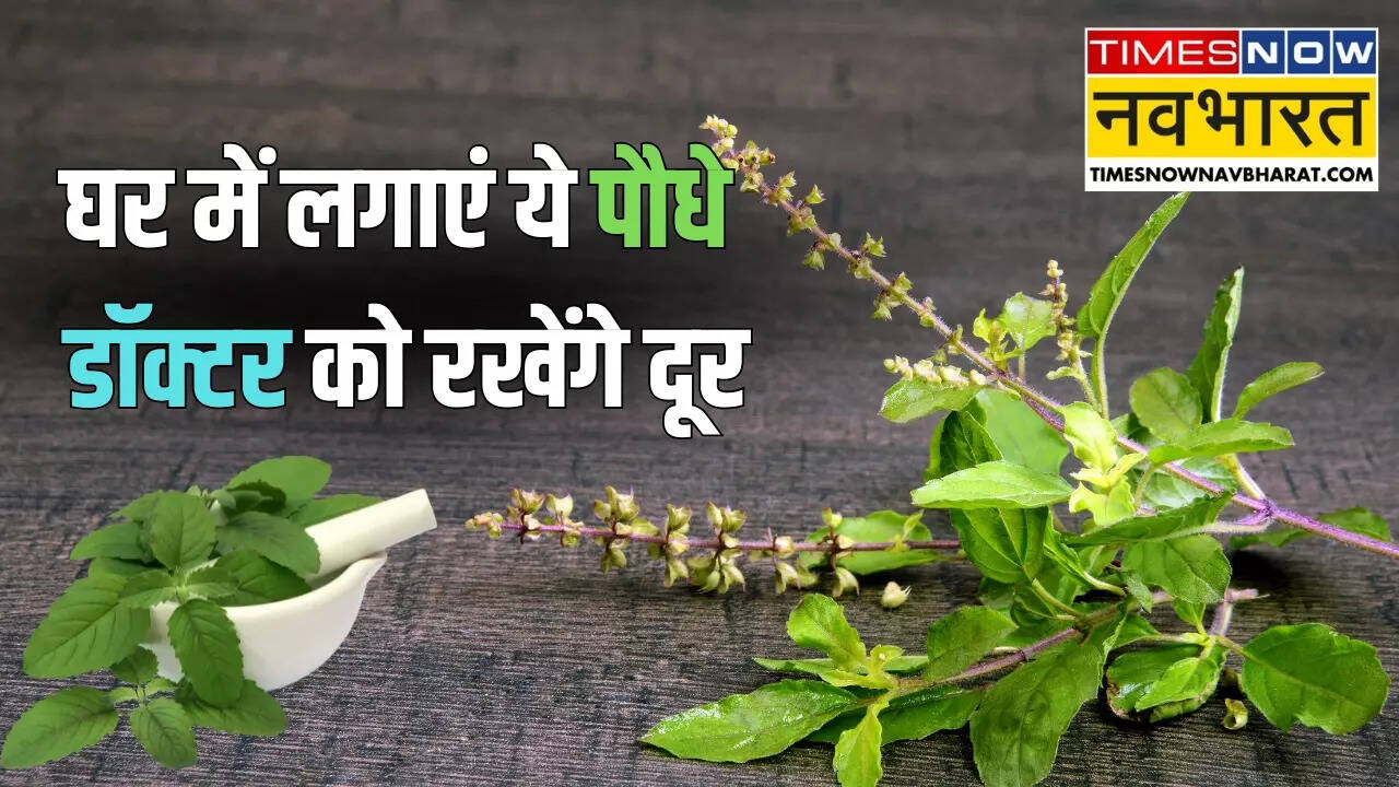 medicinal ayurvedic plants for home garden
