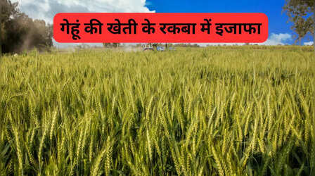 Wheat Cultivation: गेहूं की बुवाई का रकबा बढ़ा, अब बढ़कर हुआ 320 लाख हेक्टेयर
