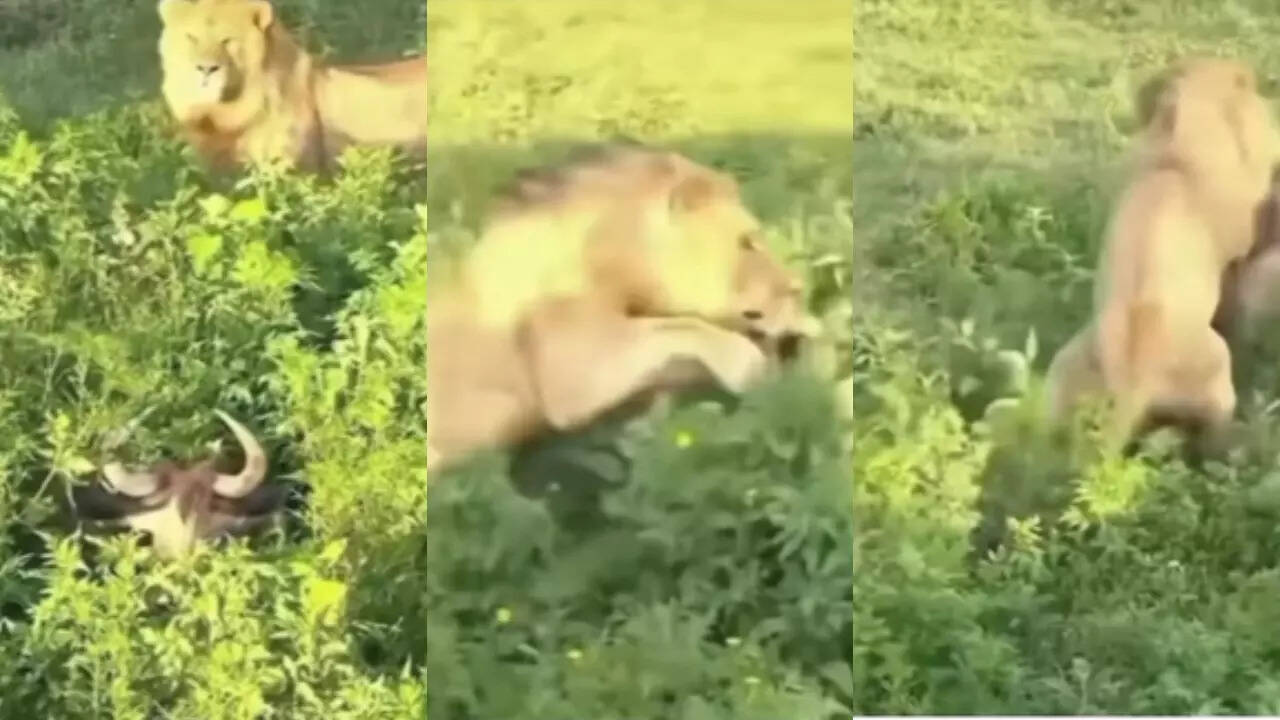 lion Attack Video