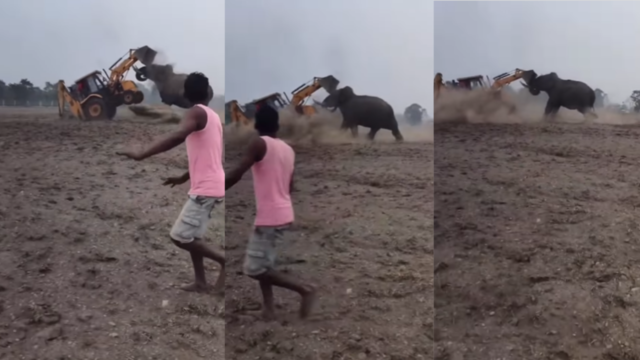 elephant attack video
