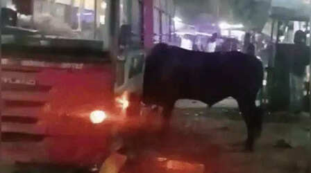 Video: पिंक सिटी जयपुर में हो गया कांड, लो फ्लोर बस में घुस आया सांड; ड्राइवर-कंडक्टर और सवारी सबने कूदकर बचाई जान