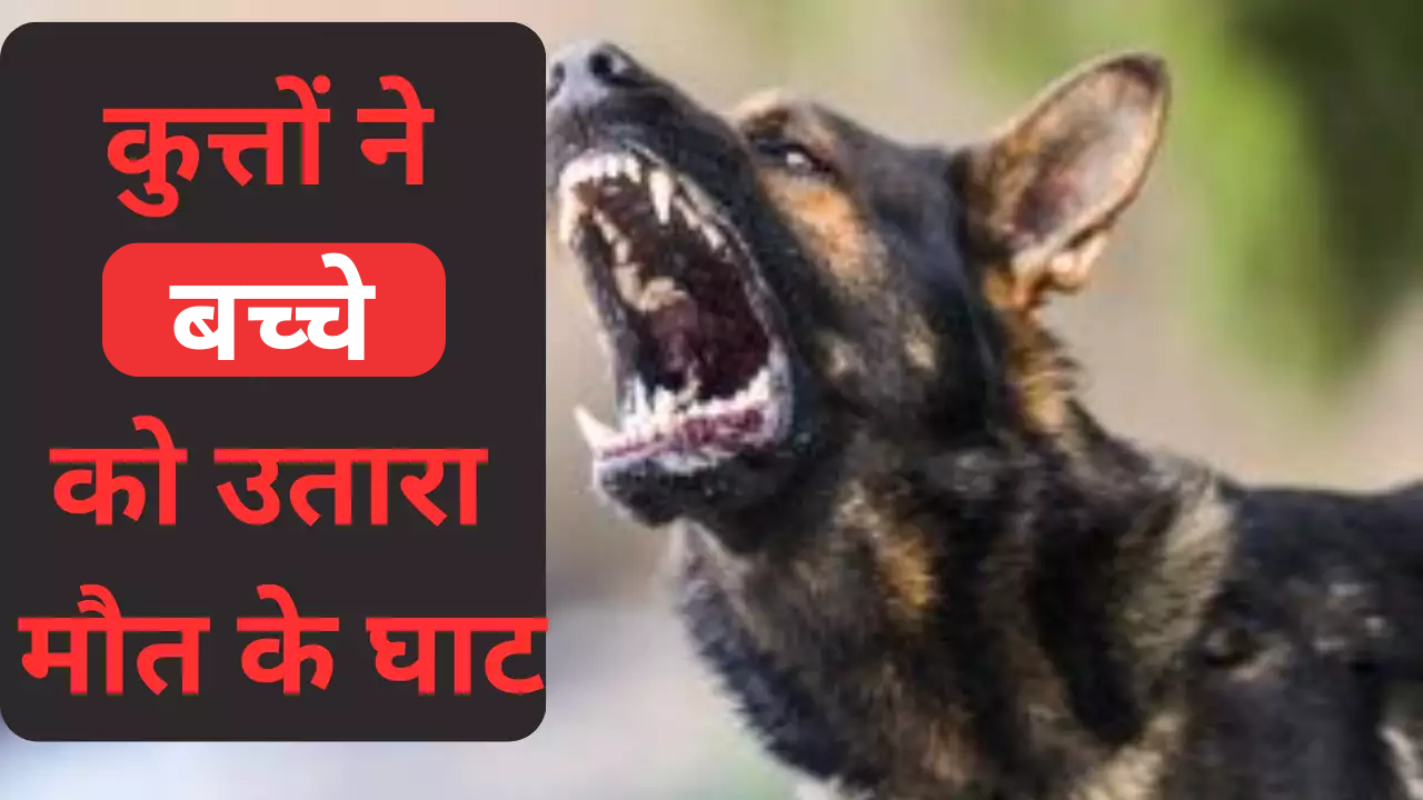 Stray dogs Killed Boy in Saharanpur