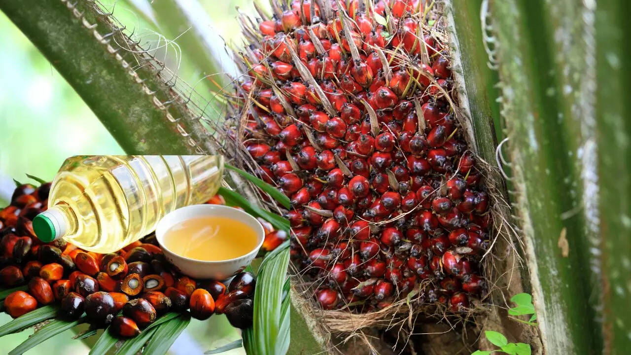 Palm Oil