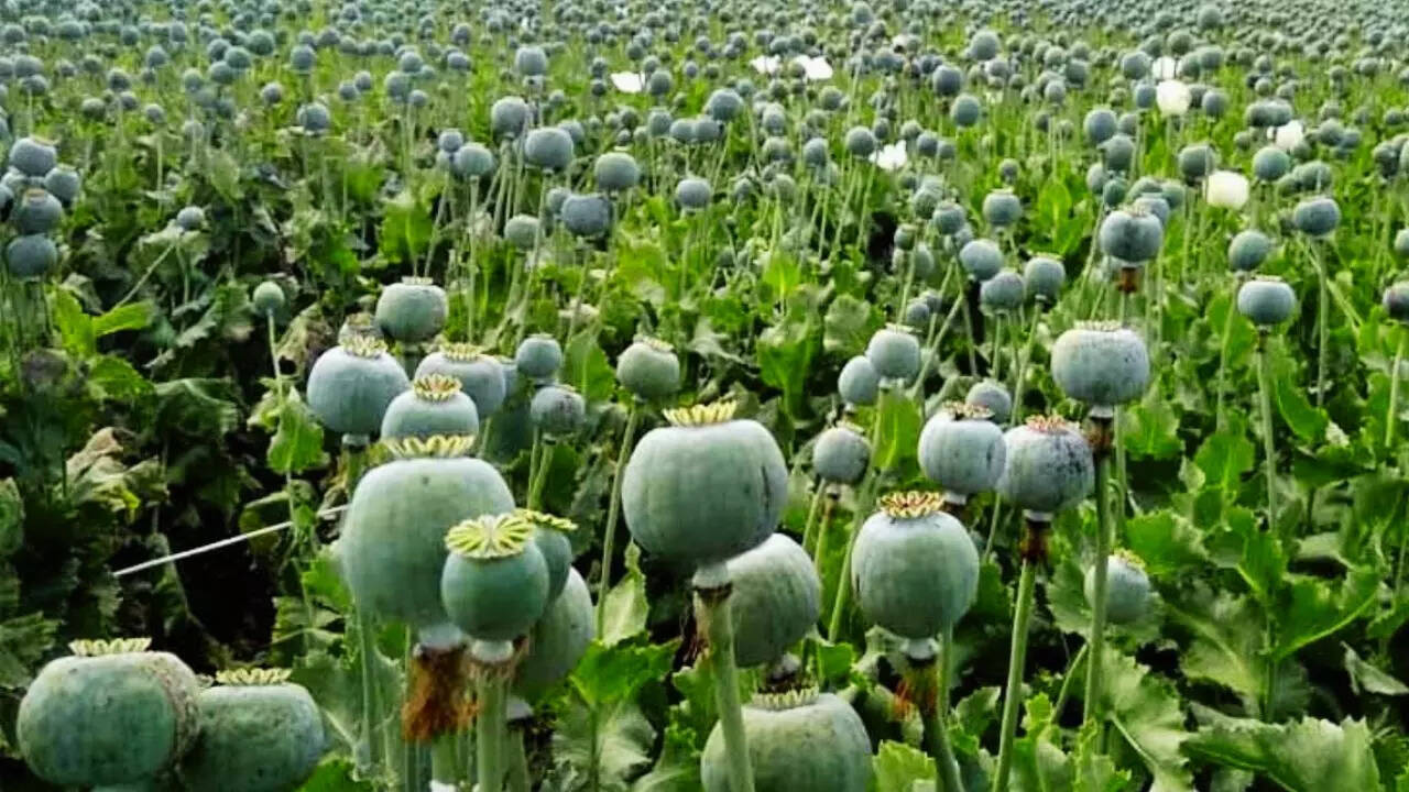 Opium Cultivation