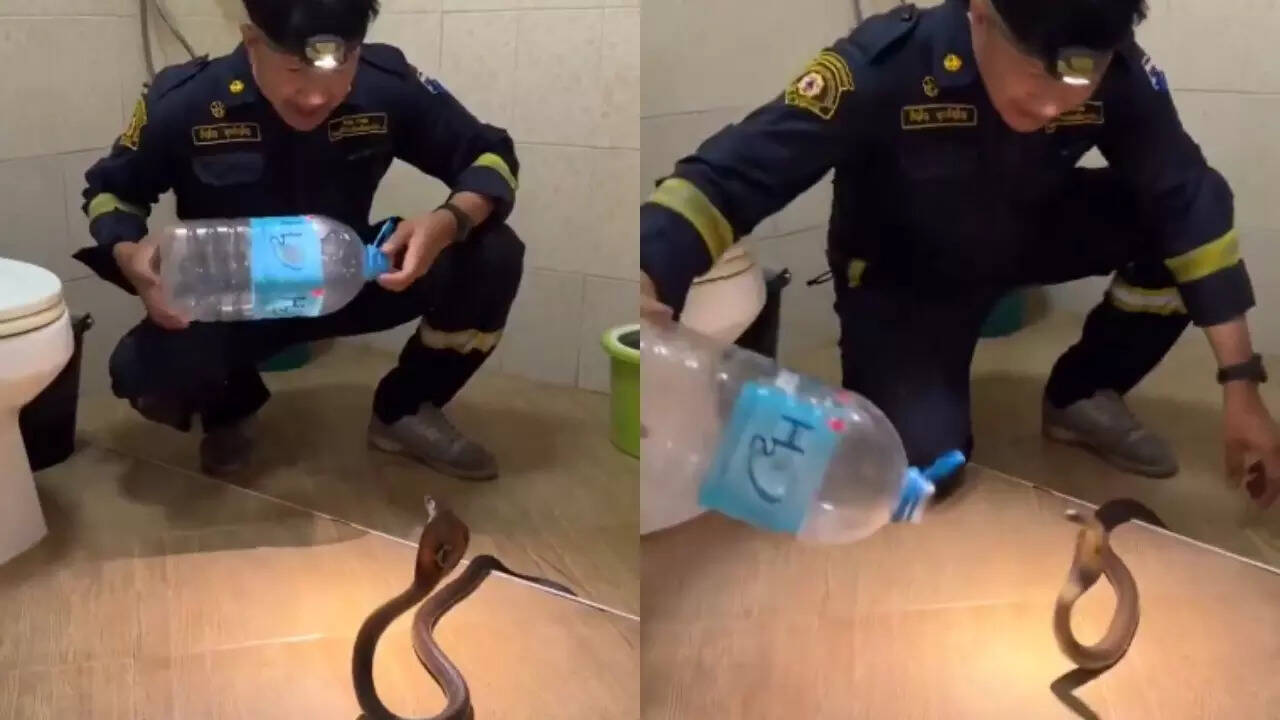 Snake Attack Video