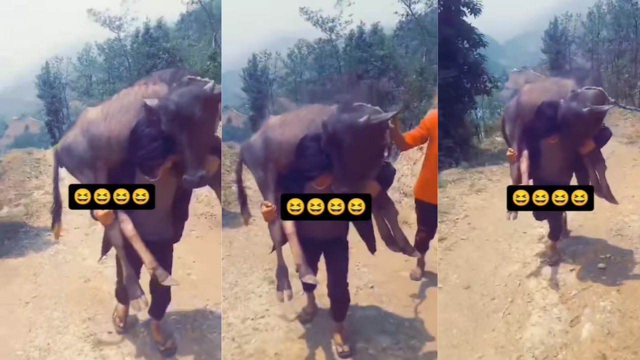 buffalo video