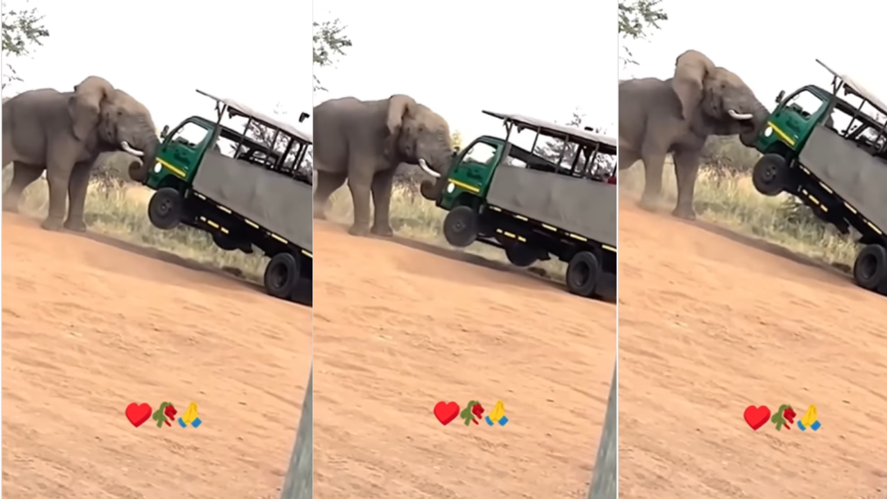 elephant attack video