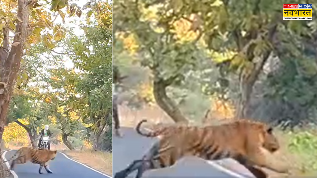 tiger