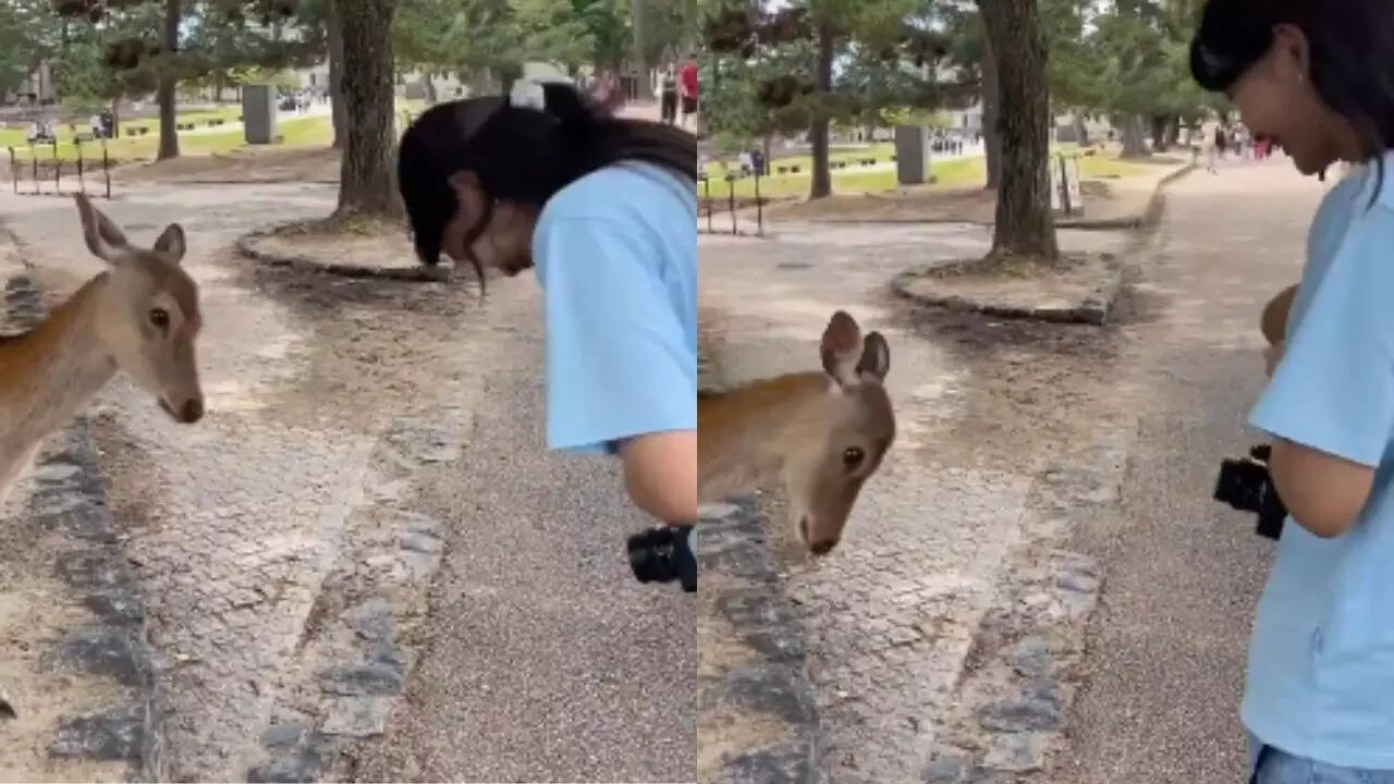 Japan Nara Park deer Video