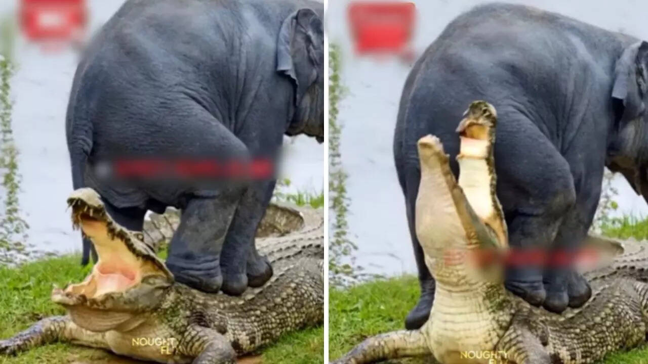 हाथी से पंगा लेकर फंस गया मगरमच्छ। (Photo/Instagram)