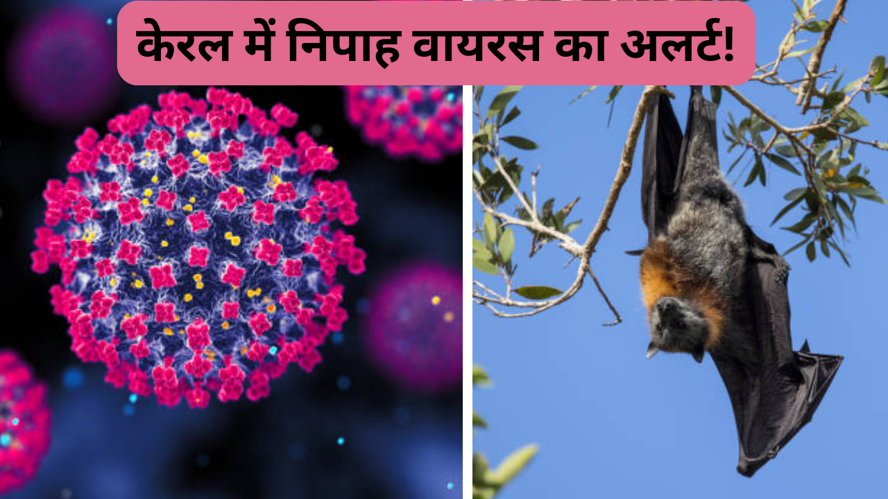 nipah virus in kerala