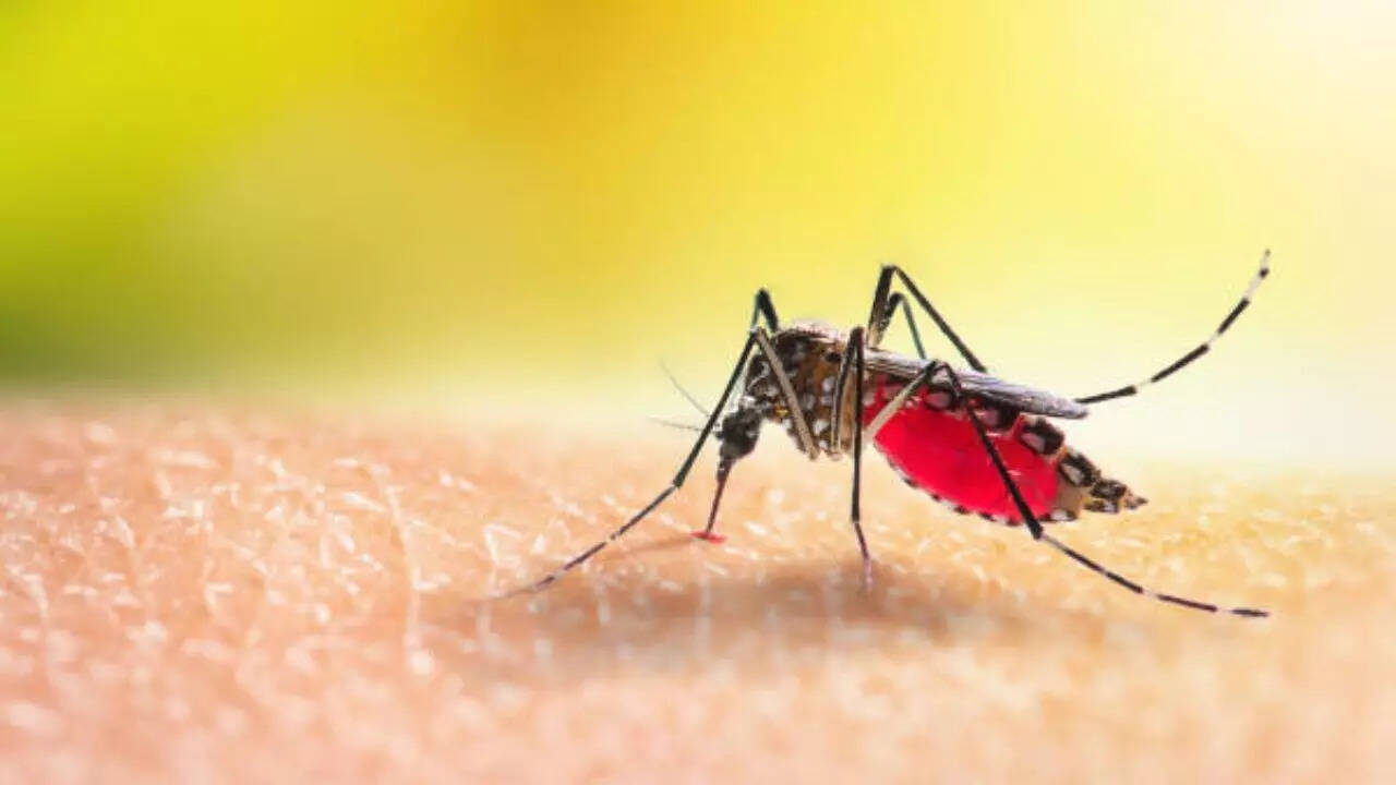Home Remedies to Remove Mosquitoes