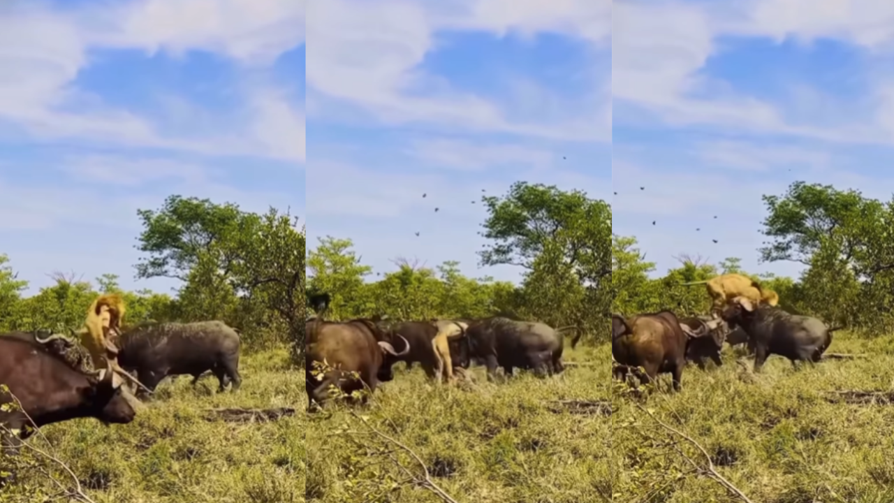 Group of Buffalo Attack on Lion