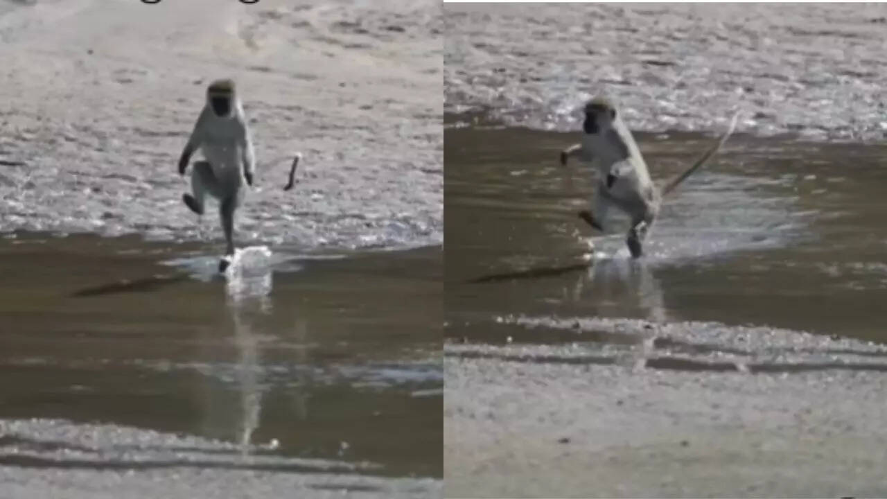 Langur Funny Video