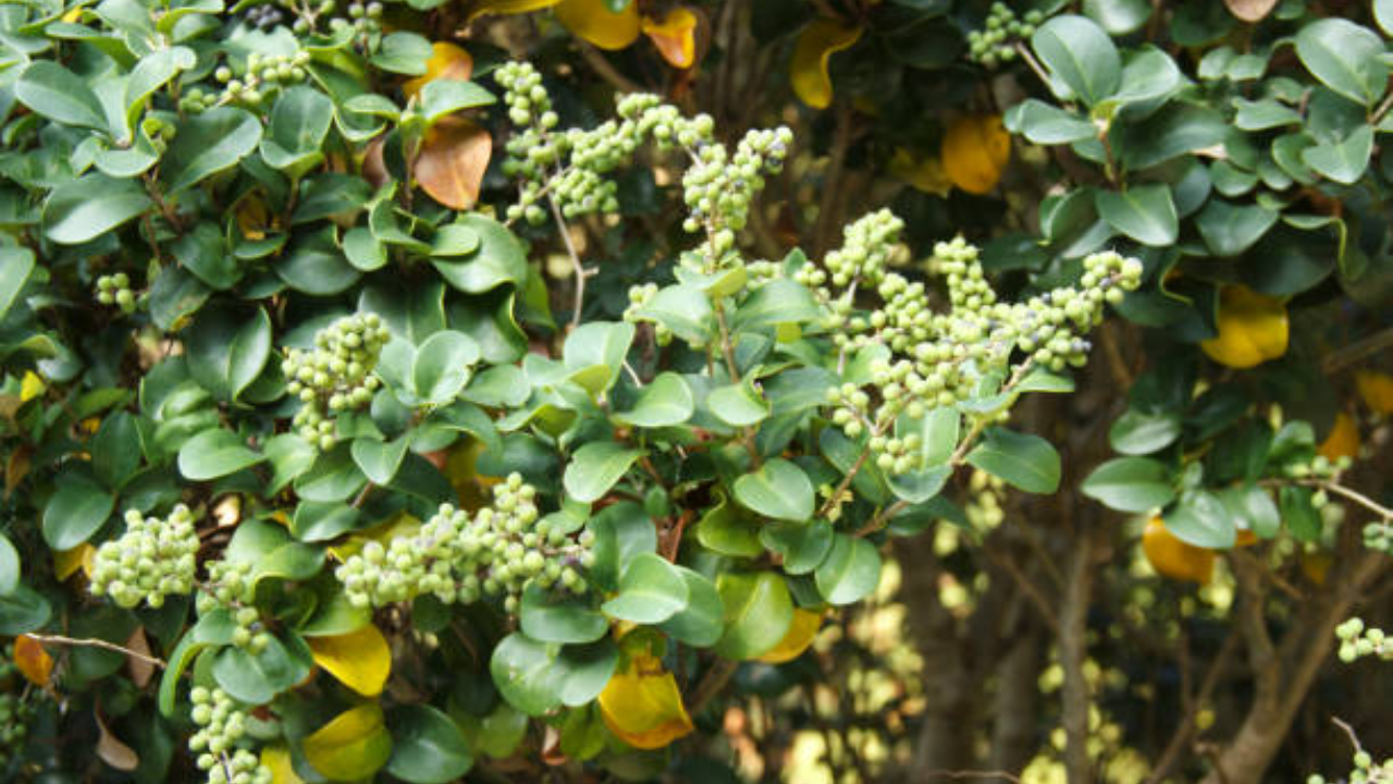 Benefits Of Guggul Ke Fayde In Ayurveda In Hindi