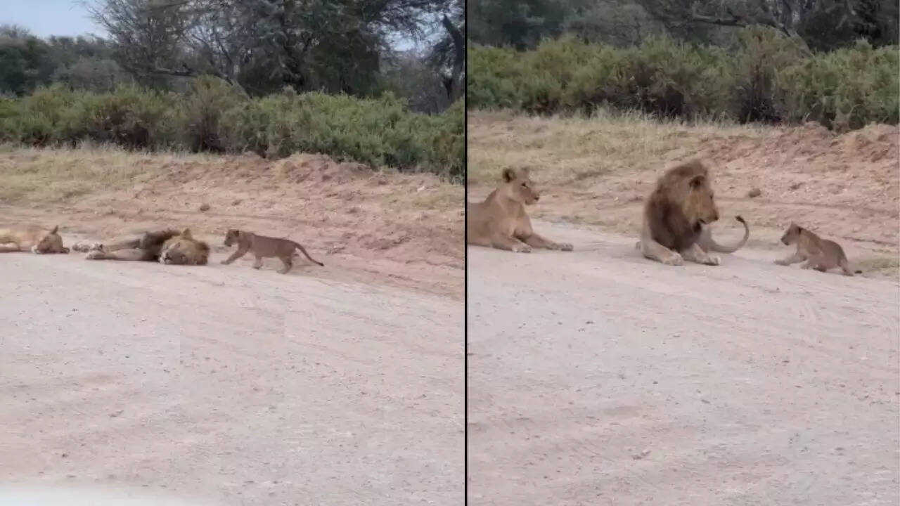 Lion Cub Video