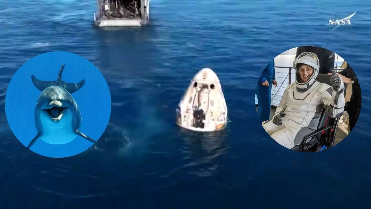 Dragon Spacecraft Dolfin Welcome
