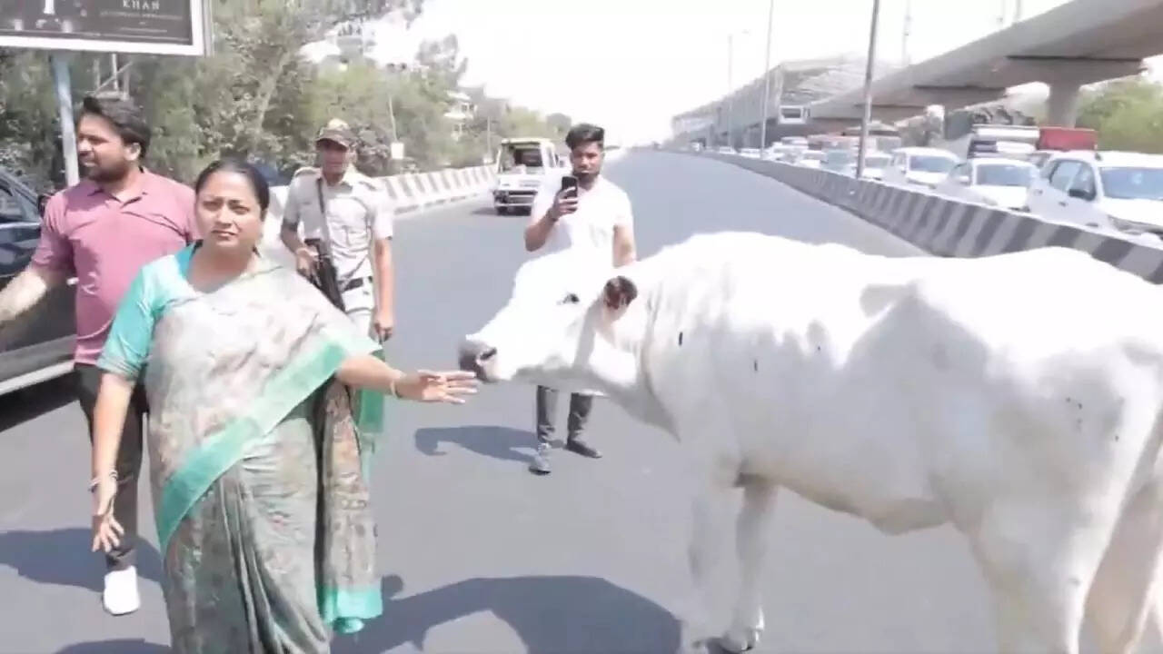 delhi cm rekha gupta with cow