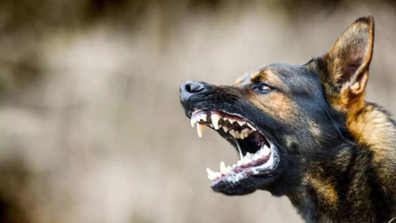 dog attack
