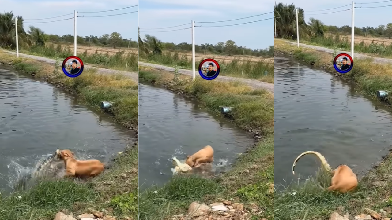 dog crocodile fight video