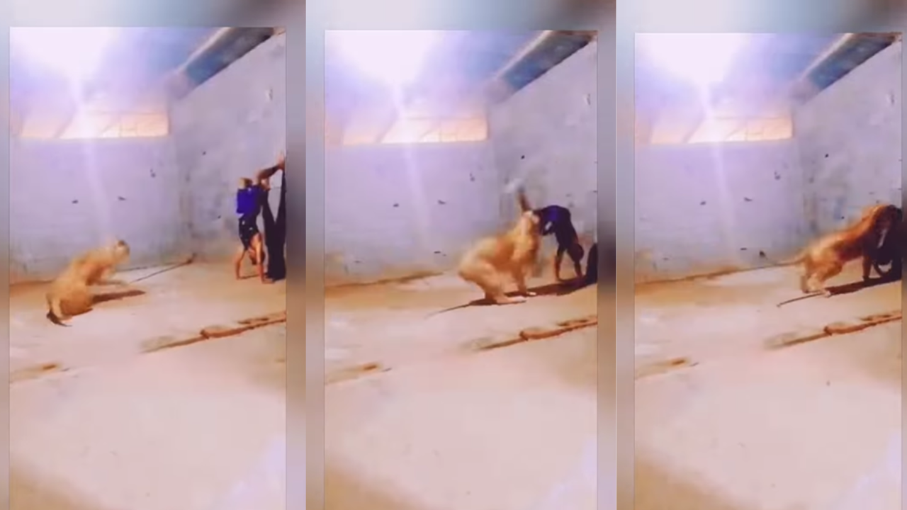 lion attack video