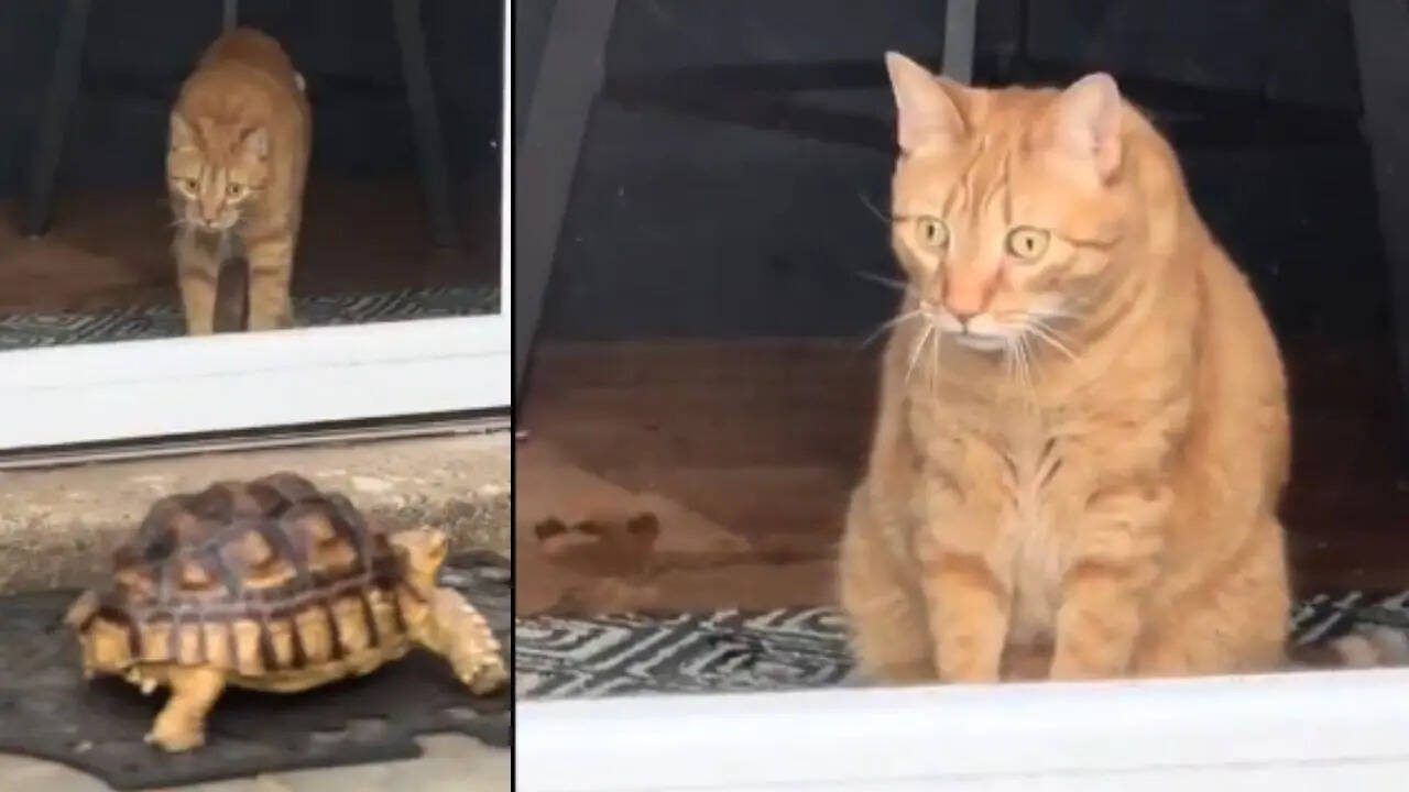 Cat Crocodile