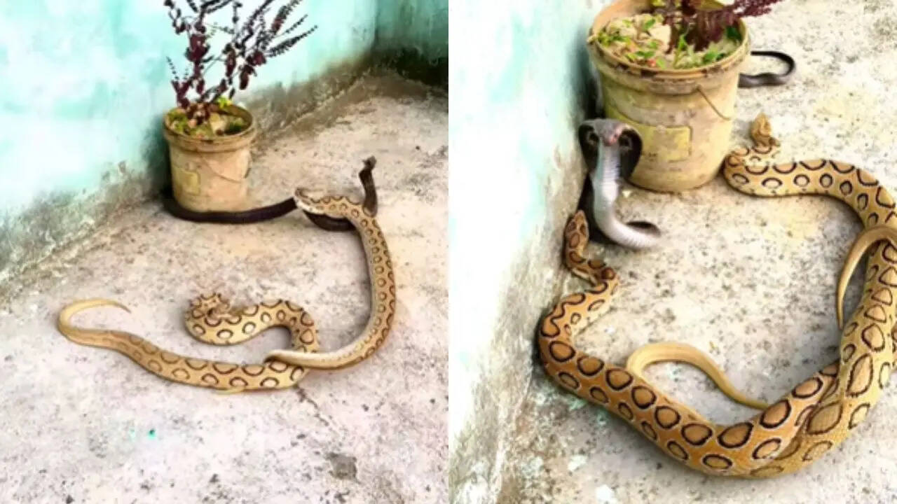 Cobra Viper Fight Video