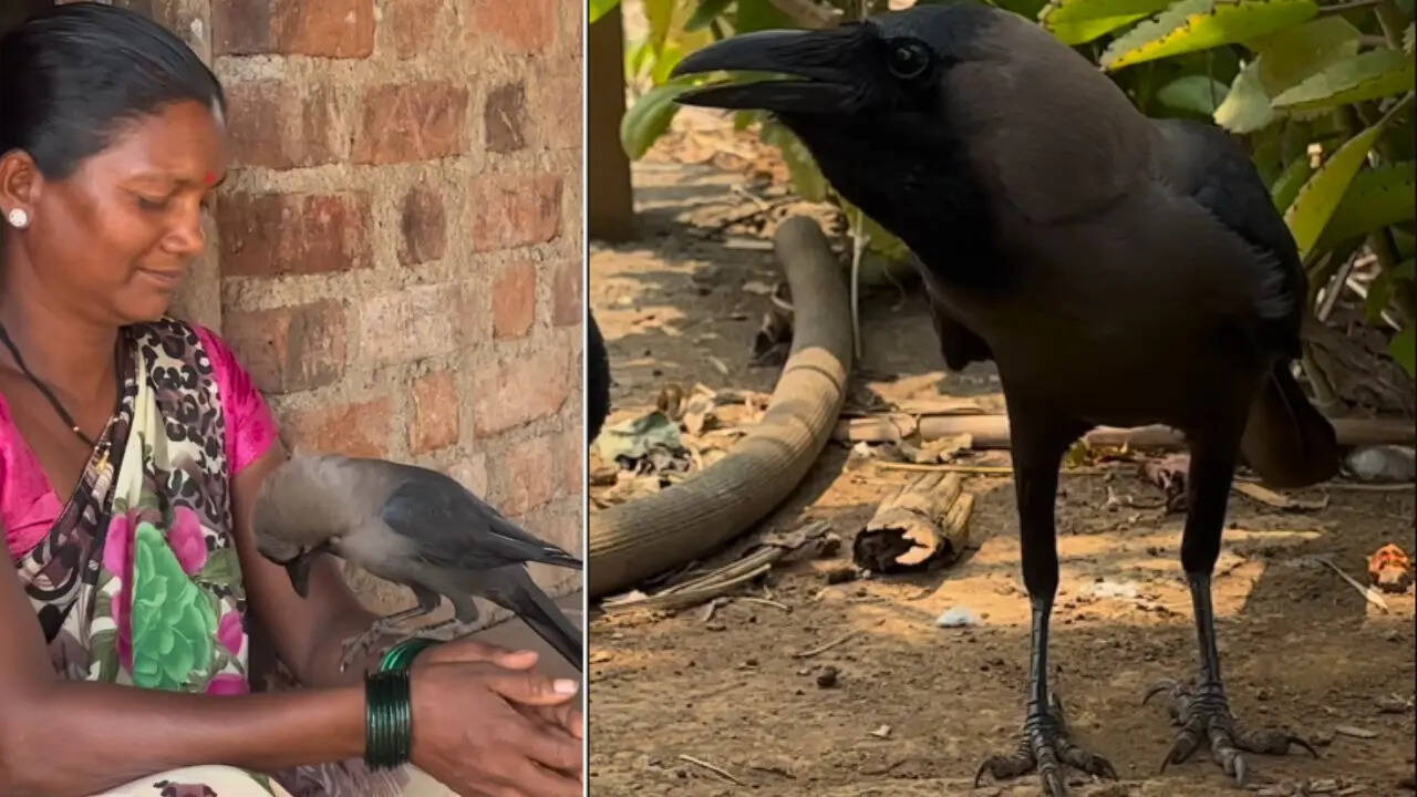 Crow Video