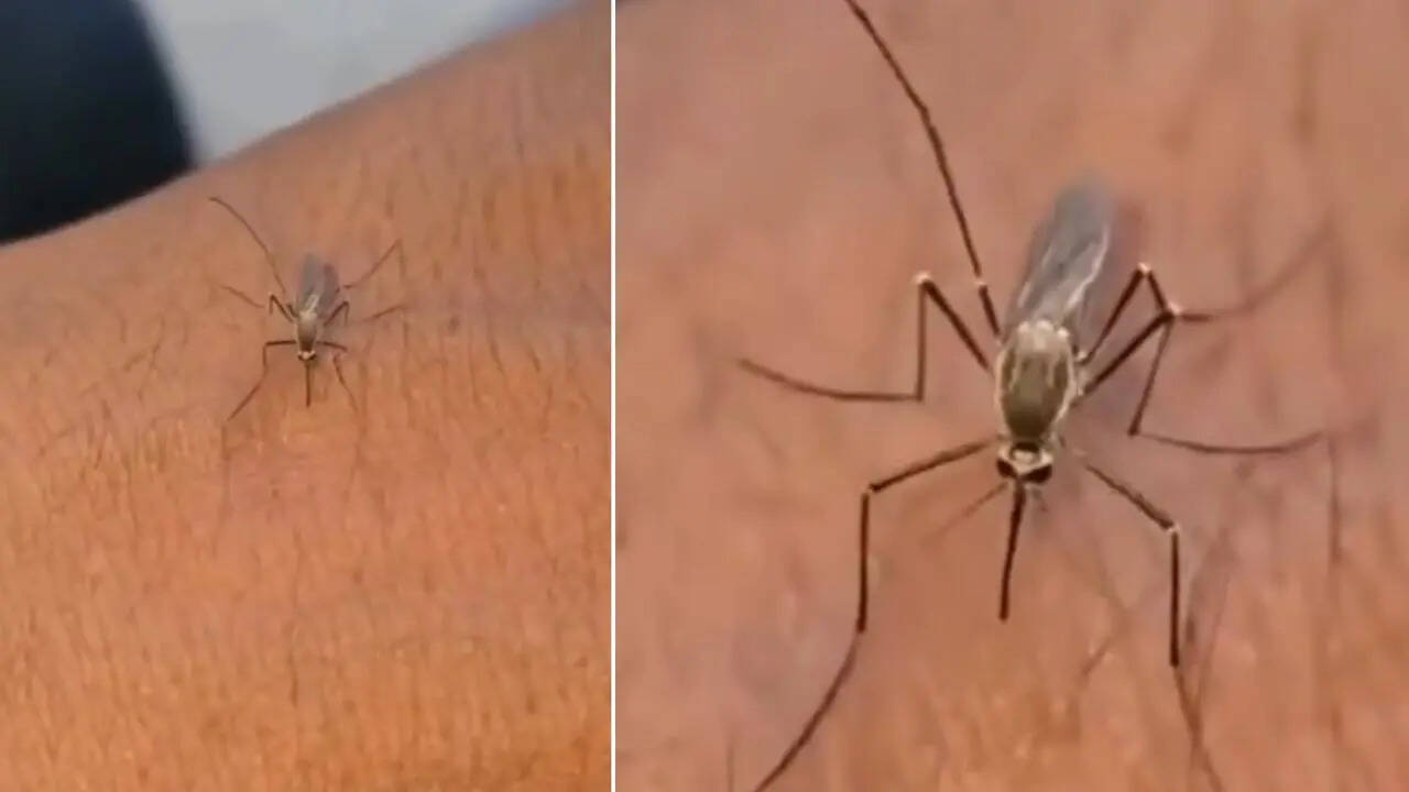 Mosquito