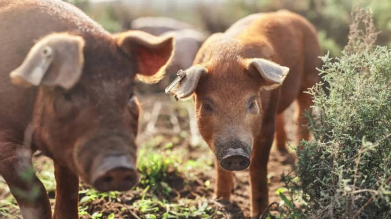 Pigs