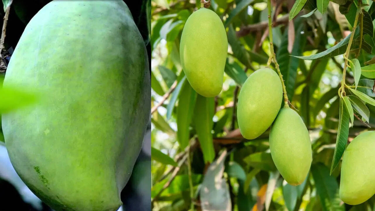 Noorjahan Mango Farming, How to grow Noorjahan mango