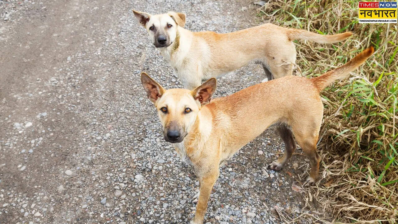 animal birth control center for stray dogs