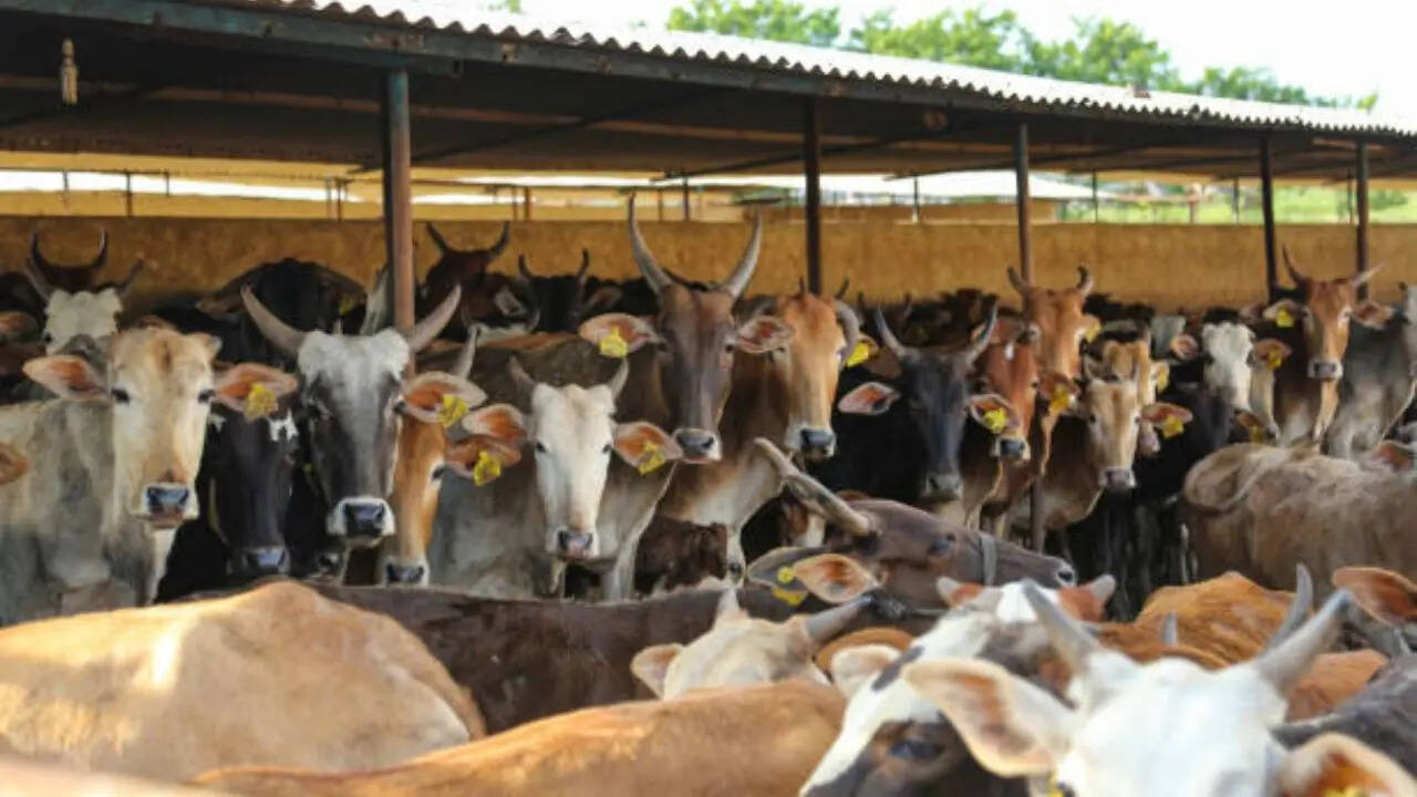 Cow