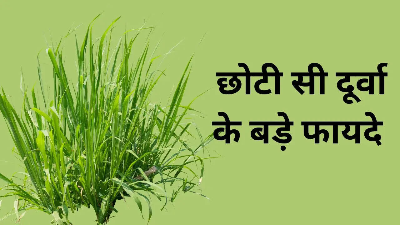 durva benefits in hindi, durva ke fayde